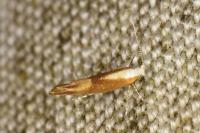 Argyresthia albistria