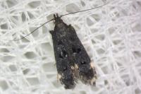 Dichomeris alacella