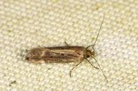 Aroga velocella