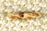 Bucculatrix ulmella