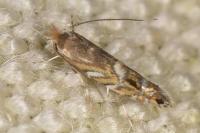 Macrosaccus robiniella