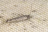 Yponomeuta sedella