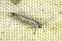 Yponomeuta sedella