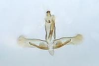 Oegoconia caradjai