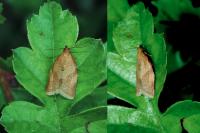 Clepsis consimilana