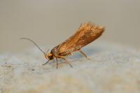 Crassa unitella