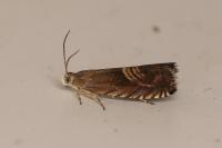 Grapholita delineana