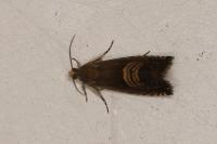 Grapholita delineana