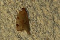Paramesia gnomana