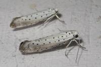 Yponomeuta rorrella