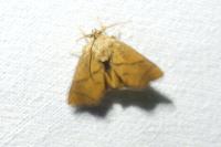 Apoda limacodes