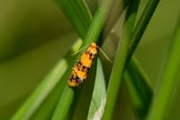 Commophila aeneana