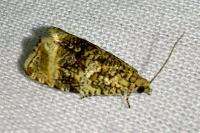 Celypha lacunana