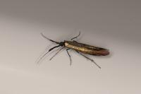 Coleophora