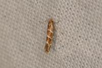 Cameraria ohridella