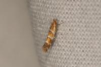 Cameraria ohridella