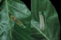 Phyllonorycter maestingella