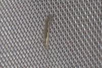 Plutella xylostella