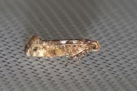 Acrolepiopsis assectella