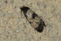 Neocochylis dubitana