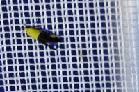 Oecophora bractella