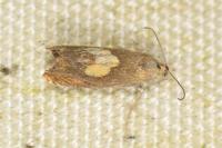 Dichrorampha flavidorsana