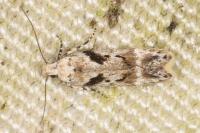 Caryocolum blandellum
