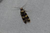 Oegoconia caradjai