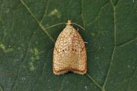 Acleris forsskaleana