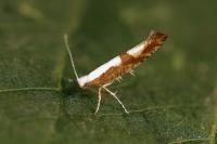 Argyresthia pruniella