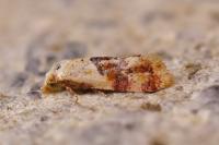 Diceratura infantana