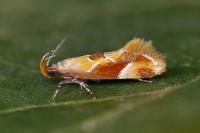 Epicallima formosella