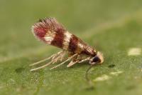Micropterix aglaella