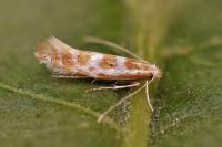 Phyllonorycter purgantella