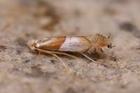 Phyllonorycter roboris