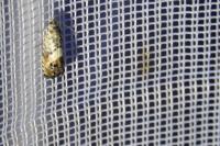 Pammene fasciana