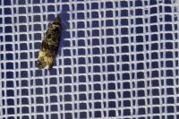 Endothenia