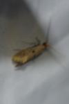 Tinea trinotella