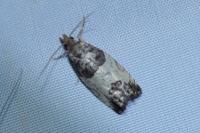 Spilonota ocellana