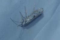 Yponomeuta plumbella
