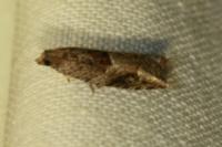 Rhopobota naevana