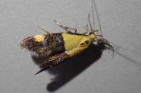 Oecophora bractella