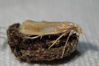 Ypsolopha parenthesella