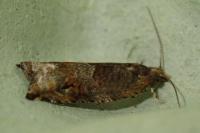Rhopobota naevana