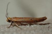 Zelleria hepariella