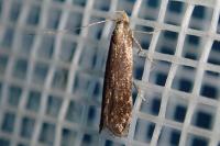 Monochroa cytisella