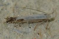 Lyonetia clerkella