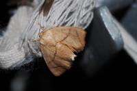Apoda limacodes