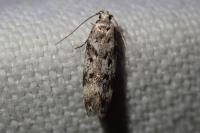 Chionodes electella