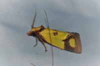 Agapeta zoegana